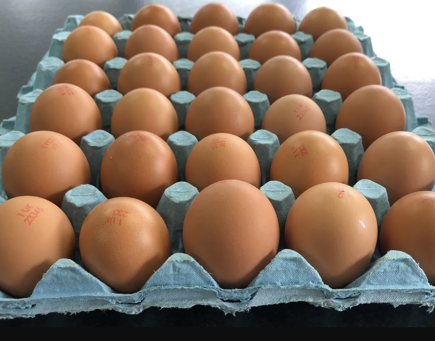 blacktail eggs - 23345